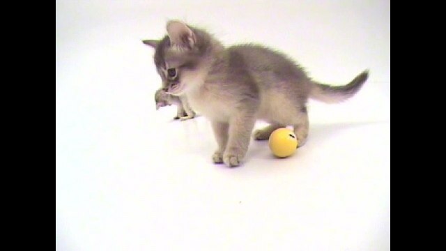 スペシャルバリューパック1(Vol.1 ～Vol.4)