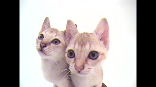 Vol.3 シンガプーラ