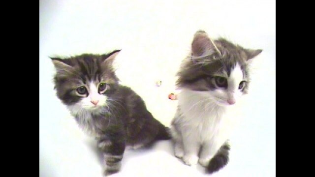 スペシャルバリューパック2(Vol.5 ～Vol.8)