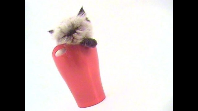 Vol.6 ヒマラヤン