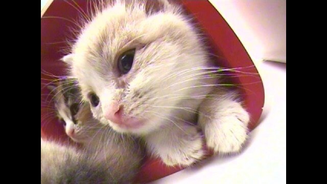 Vol.10 スコティッシュフォールド