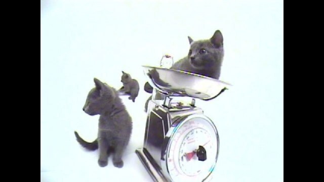 Vol.11 ロシアン・ブルー