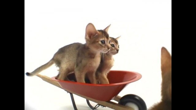 Vol.12 アビシニアン