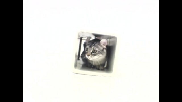 Vol.13 アメリカン・カール