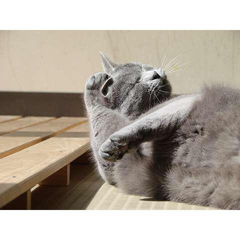 趣味 その他 いきいき動物ビデオ の動画まとめ 初月無料 動画配信サービスのビデオマーケット