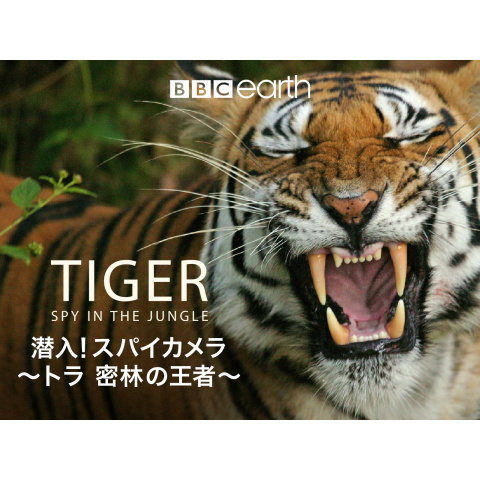 ドラマ 潜入 スパイカメラ トラ 密林の王者 の動画まとめ 初月無料 動画配信サービスのビデオマーケット