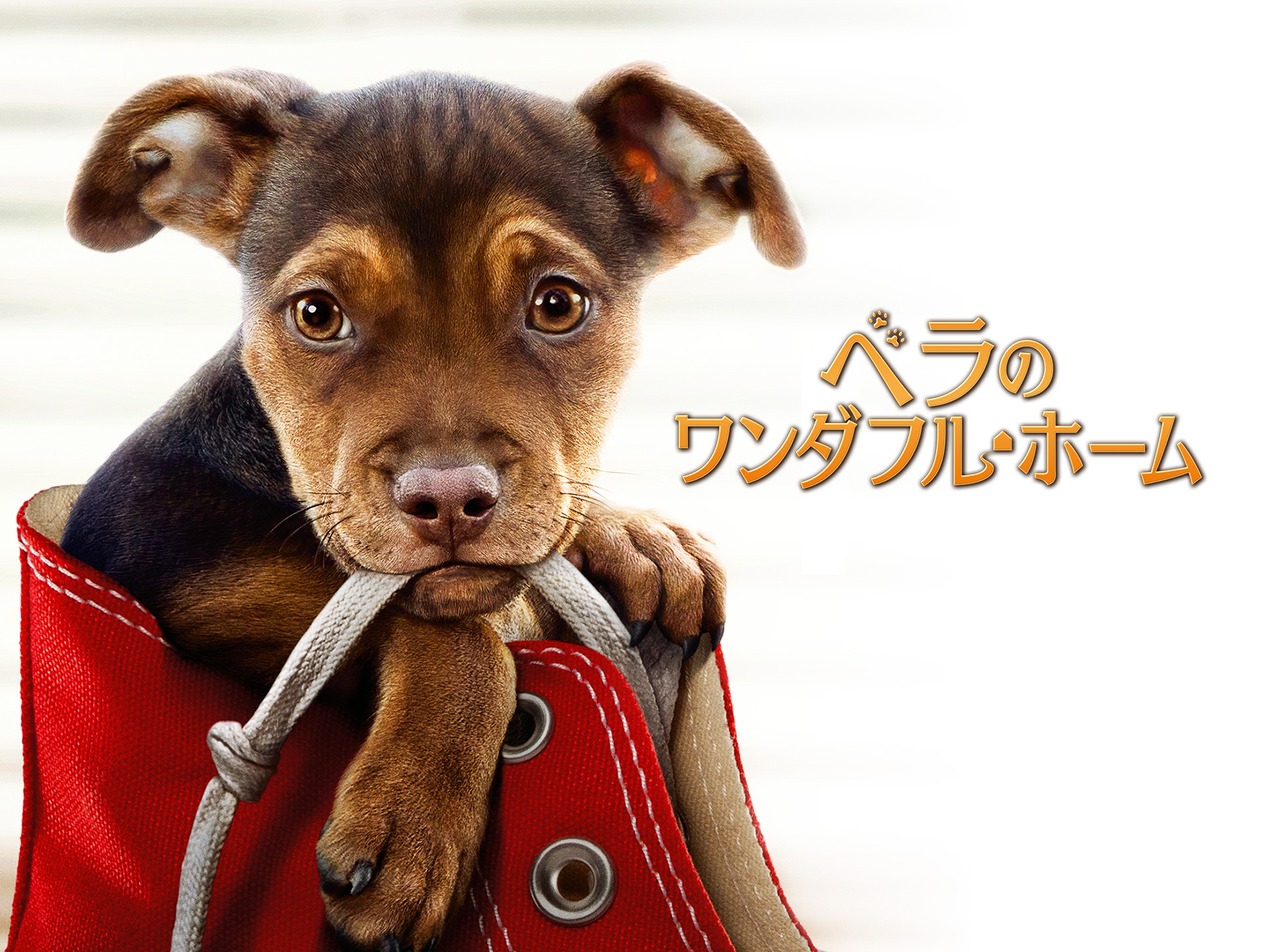 無料視聴あり 映画 ベラのワンダフル ホーム の動画 初月無料 動画配信サービスのビデオマーケット