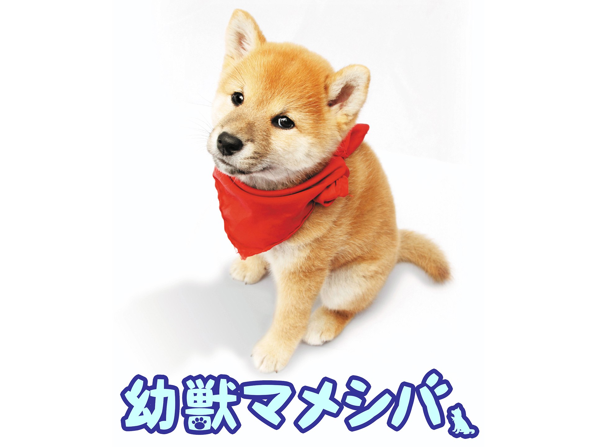 ドラマ 連続テレビドラマ 幼獣マメシバ の動画 初月無料 動画配信サービスのビデオマーケット