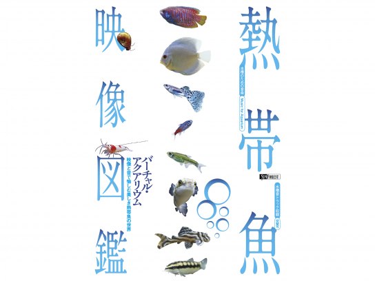 趣味 その他 熱帯魚映像図鑑 バーチャル アクアリウム の動画 初月無料 動画配信サービスのビデオマーケット