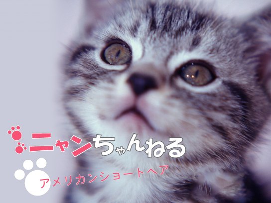 かわいい猫の見放題動画一覧 初月無料 動画配信サービスのビデオマーケット