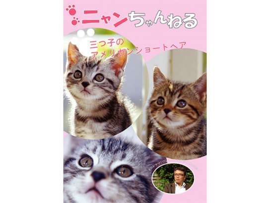 かわいい猫の見放題動画一覧 初月無料 動画配信サービスのビデオマーケット