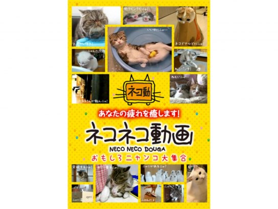 かわいい動物の動画を配信中 初月無料 動画配信サービスのビデオマーケット