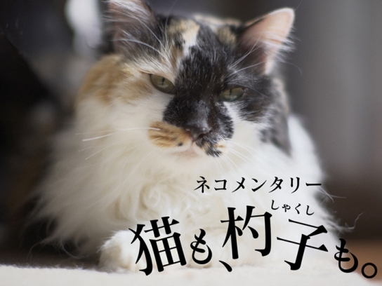 無料視聴あり その他 ネコメンタリー 猫も 杓子も の動画 初月無料 動画配信サービスのビデオマーケット