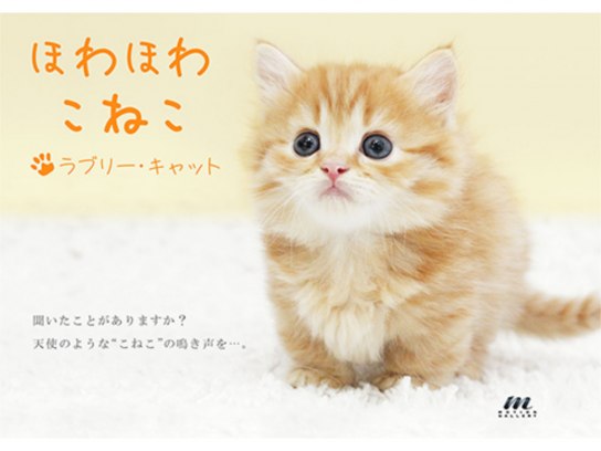 かわいい猫の見放題動画一覧 初月無料 動画配信サービスのビデオマーケット